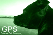 Galway Pet Services - Dog Walking