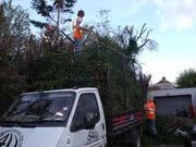 EMIRATE HEDGE/TREE SURGEONS