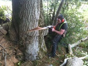 Find Expert Tree Surgeon in Dublin - Elite Tree Services