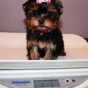 Adorable Yorkie puppies