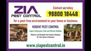 2 Rodent Pest Control | Bed Bugs Treatment | Cockroach pest service 