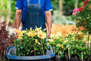 Professional Flower Bed Services In Dublin For Stunning Gardens