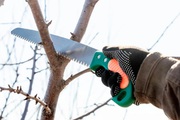 Professional Tree Trimming Services in Dublin for Healthier Gardens